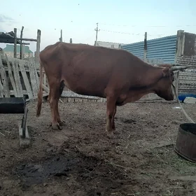 sygyr