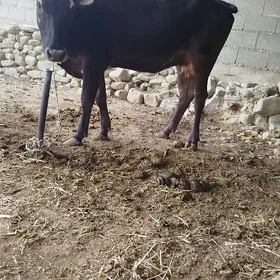 Sygyr