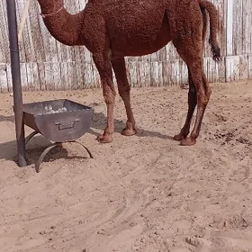 aOgşuk