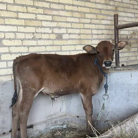gbrit okuzce