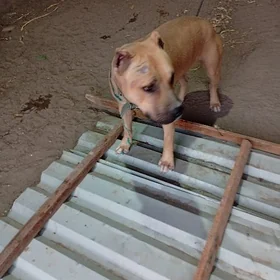 pitbul