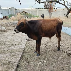 öküz