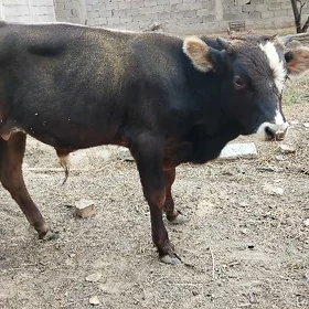 Ökûz