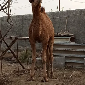 Ogşuk