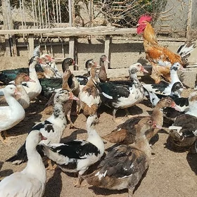 indautka ordek