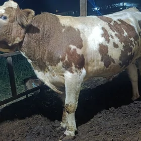 SIMMENTAL