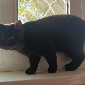 Кошечка
