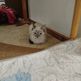 Кошка