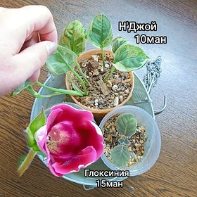 цветы