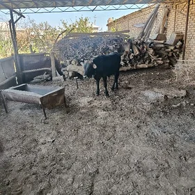 şwes okuzçe