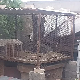 Ketek