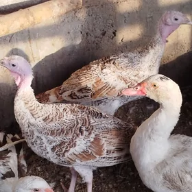 induk