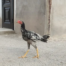 Taşkent