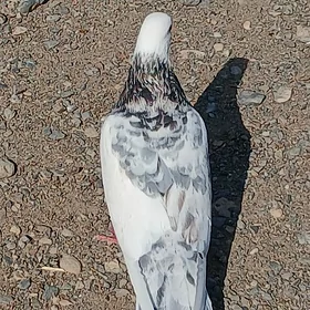 kepderi