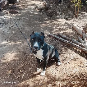 pitbul
