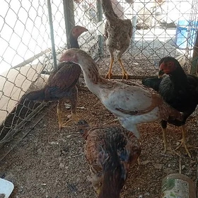 Baytsowy tovuklar