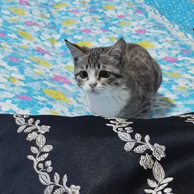 Пишиклер