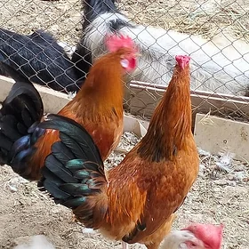 Horaz
