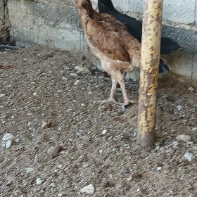 Taşkent