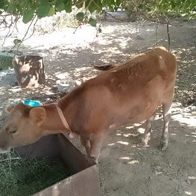 Göle