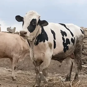 Òkiz