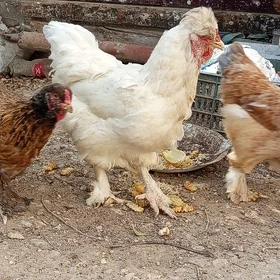 Tawuk