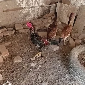 Horaz ve towuk jujeler