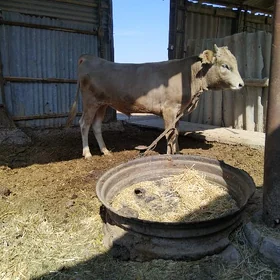 öküz