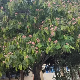 Ekin mellek yer