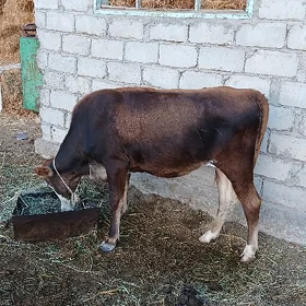 Göle tüwe