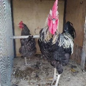 gigant towuk