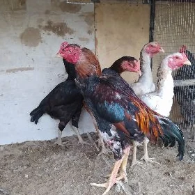 taşgent towuk