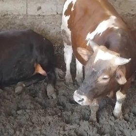 öküz