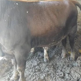 öküz