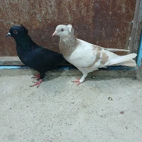 kepderi