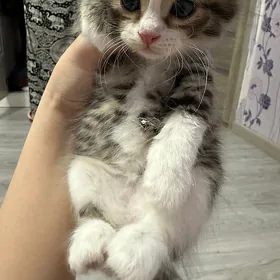 катята