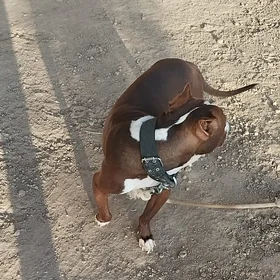 Pitbull Bulli Güjik it питбуль