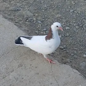 Kepderi