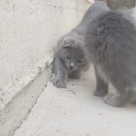 шотландский кошка
