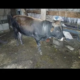 Öküz