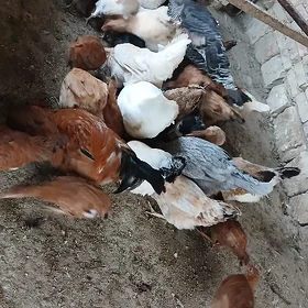 Ýaş Towyk