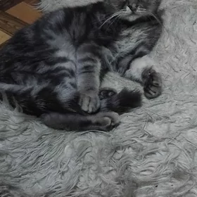 kot veslauhiy кот веслаухий