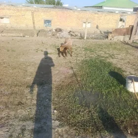 guzly goyun