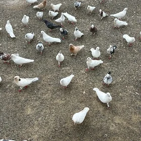 kepderi 65199734