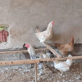 Brama horaz tovuk