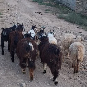 Çebiş tokly