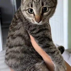 кошечка