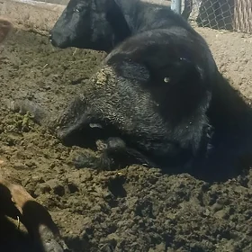 öküz