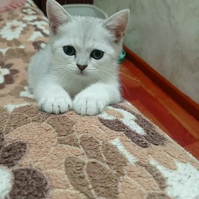 Шотландские котята