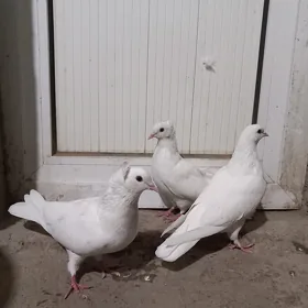 kepderi